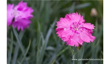 Gartenbaumschule Becker