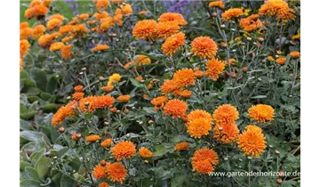 Gartenbaumschule Becker