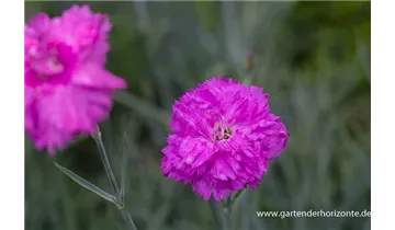 Gartenbaumschule Becker