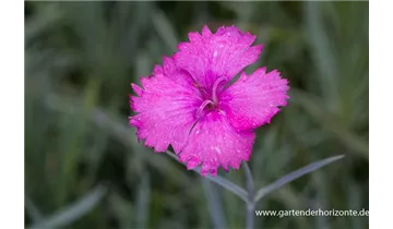 Gartenbaumschule Becker
