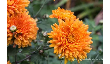 Gartenbaumschule Becker