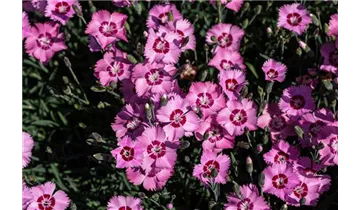 Gartenbaumschule Becker