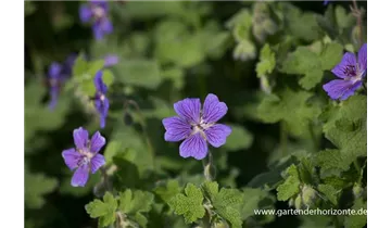 Gartenbaumschule Becker