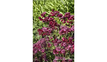 Gartenbaumschule Becker