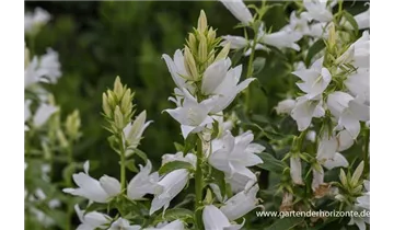 Gartenbaumschule Becker