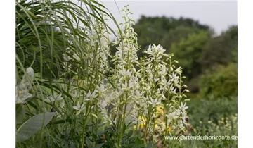 Gartenbaumschule Becker