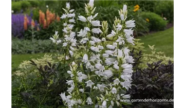 Gartenbaumschule Becker