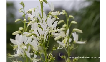Gartenbaumschule Becker