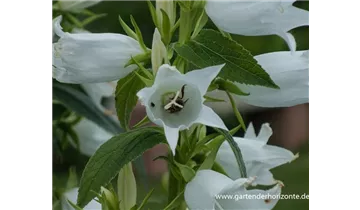 Gartenbaumschule Becker
