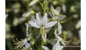 Gartenbaumschule Becker