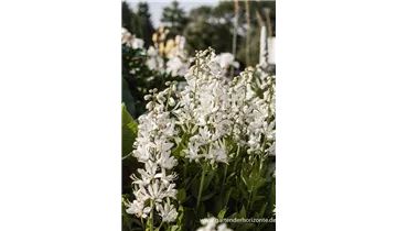 Gartenbaumschule Becker