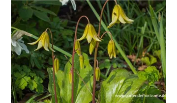 Gartenbaumschule Becker