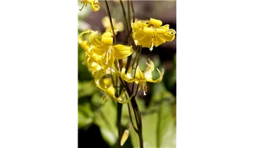 Gartenbaumschule Becker