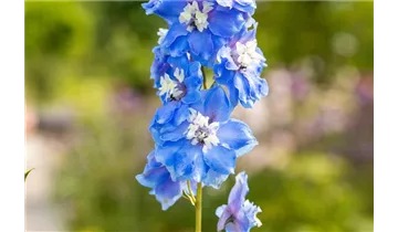 Gartenbaumschule Becker