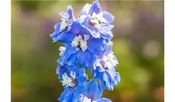 Gartenbaumschule Becker