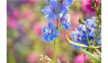 Gartenbaumschule Becker