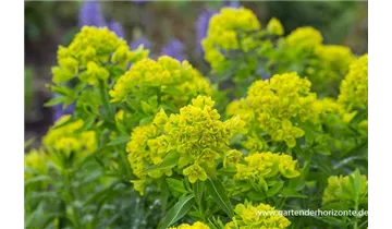 Gartenbaumschule Becker