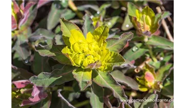 Gartenbaumschule Becker