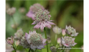Gartenbaumschule Becker