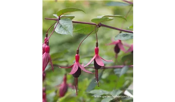 Gartenbaumschule Becker