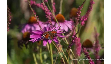 Gartenbaumschule Becker