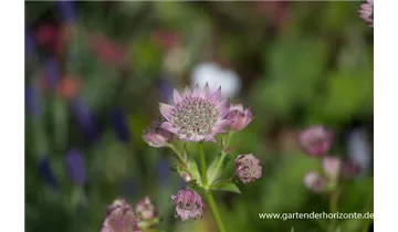 Gartenbaumschule Becker