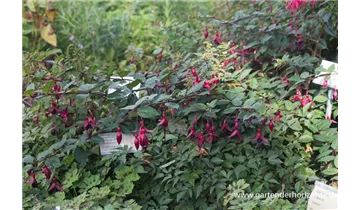 Gartenbaumschule Becker