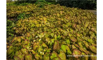 Gartenbaumschule Becker