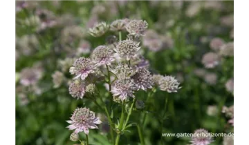 Gartenbaumschule Becker