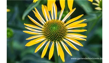 Gartenbaumschule Becker