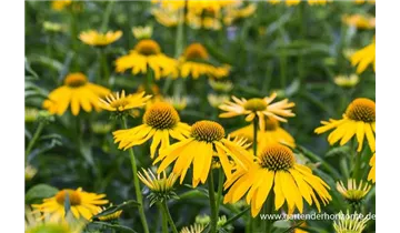 Gartenbaumschule Becker