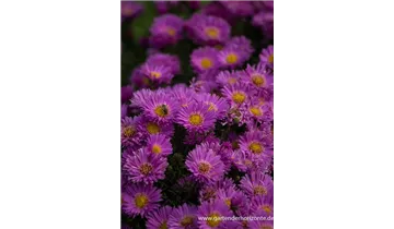 Gartenbaumschule Becker