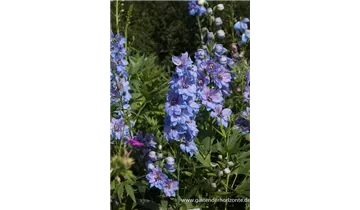 Gartenbaumschule Becker