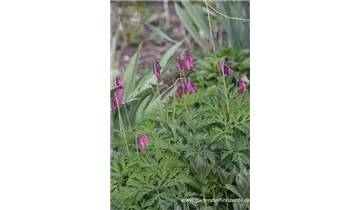 Gartenbaumschule Becker