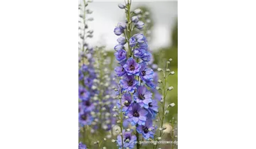 Gartenbaumschule Becker