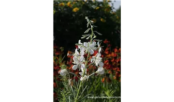 Gartenbaumschule Becker