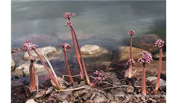 Gartenbaumschule Becker
