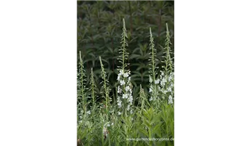 Gartenbaumschule Becker