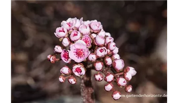 Gartenbaumschule Becker
