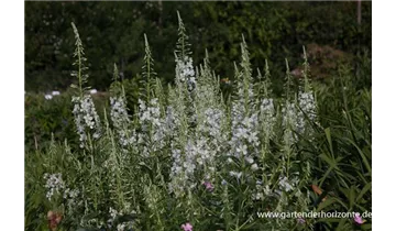 Gartenbaumschule Becker