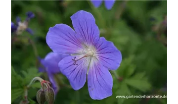 Gartenbaumschule Becker