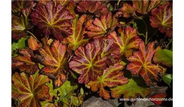 Gartenbaumschule Becker