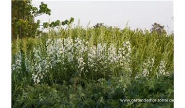 Gartenbaumschule Becker