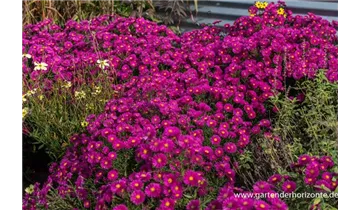 Gartenbaumschule Becker