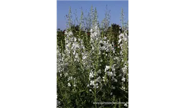 Gartenbaumschule Becker