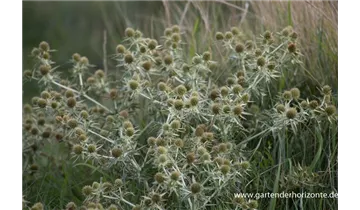 Gartenbaumschule Becker