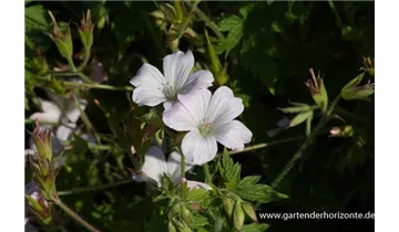Gartenbaumschule Becker