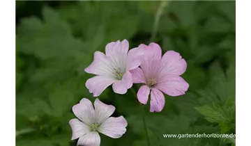 Gartenbaumschule Becker