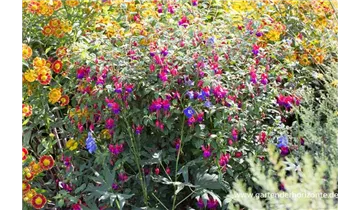 Gartenbaumschule Becker