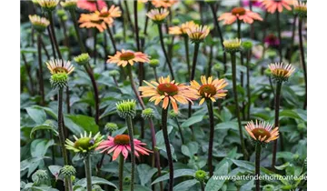 Gartenbaumschule Becker
